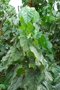 Alchornea cordifolia Christmas Bush